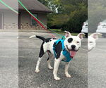 Small #4 American Pit Bull Terrier Mix