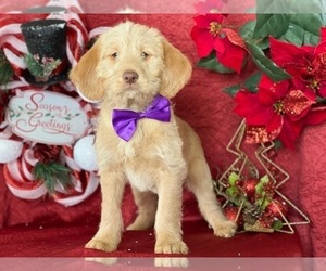 Labradoodle Puppy for sale in LANCASTER, PA, USA