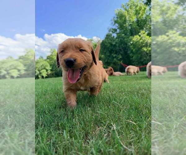Medium Photo #5 Golden Retriever Puppy For Sale in LEXINGTON, GA, USA