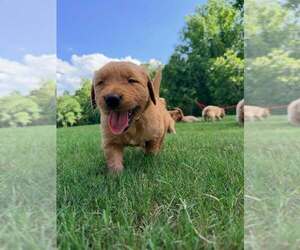Medium Golden Retriever