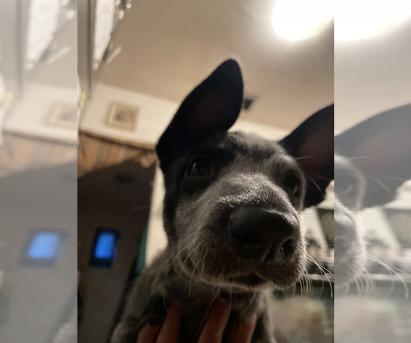 Medium Photo #6 Australian Cattle Dog Puppy For Sale in RIVERSIDE, CA, USA