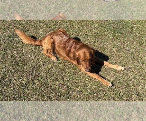 Medium Photo #11 Golden Retriever Puppy For Sale in CALABASH, NC, USA
