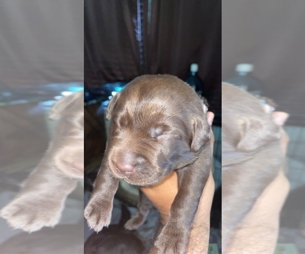 Medium Photo #10 Labrador Retriever Puppy For Sale in CORAL SPRINGS, FL, USA