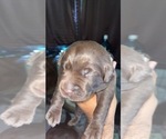 Small Photo #10 Labrador Retriever Puppy For Sale in CORAL SPRINGS, FL, USA