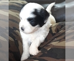 Small Photo #4 Mal-Shi-Poodle (Miniature) Mix Puppy For Sale in SALEM, MA, USA