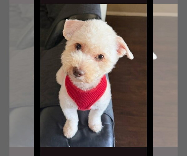Medium Photo #2 Mutt Puppy For Sale in Dallas, TX, USA