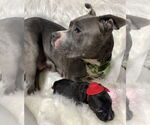 Small #11 American Pit Bull Terrier