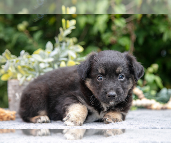Medium Photo #2 Miniature Australian Shepherd Puppy For Sale in DELTA, PA, USA