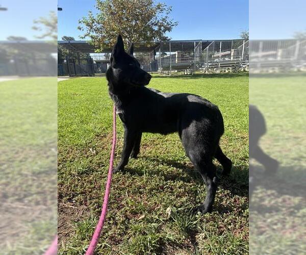 Medium Photo #1 German Shepherd Dog-Unknown Mix Puppy For Sale in Riverside, CA, USA