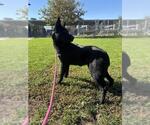 TAY - Female German Shepherd Dog-Unknown Mix Dog for Adoption - Small photo