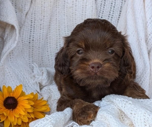 Medium Photo #70 Cock-A-Poo Puppy For Sale in GOSHEN, IN, USA