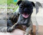 Small Photo #1 Pug Puppy For Sale in ROUND ROCK, TX, USA