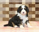 Small Bernedoodle (Miniature)-Cavapoo (Miniature) Mix