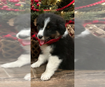 Puppy Holly Australian Shepherd