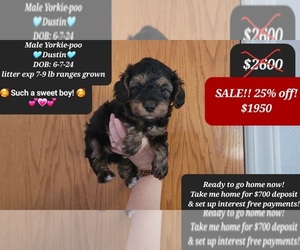 YorkiePoo Puppy for sale in TUCSON, AZ, USA