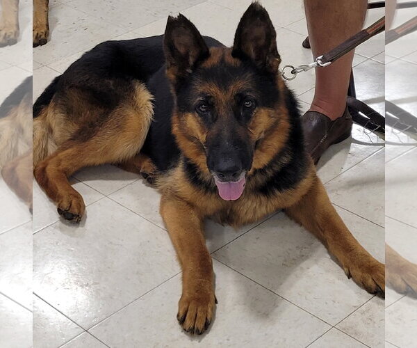 Medium Photo #2 German Shepherd Dog Puppy For Sale in Centreville, VA, USA