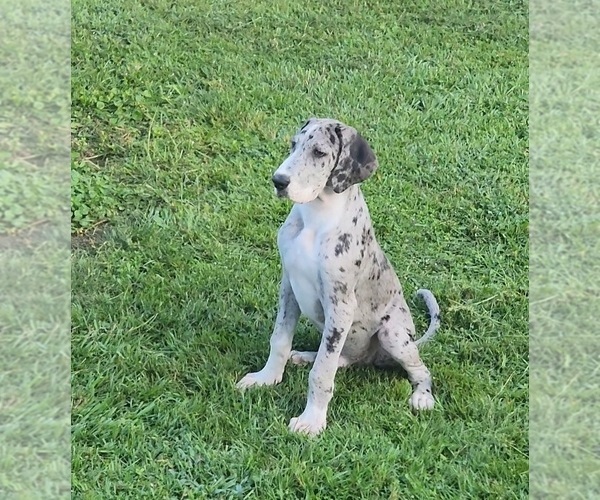 Medium Photo #2 Great Dane Puppy For Sale in DENHAM SPRINGS, LA, USA