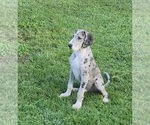 Small #1 Great Dane