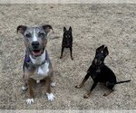 Small Photo #10 Catahoula Leopard Dog-Unknown Mix Puppy For Sale in Sykesville, MD, USA
