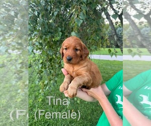 Golden Irish Puppy for sale in CARO, MI, USA