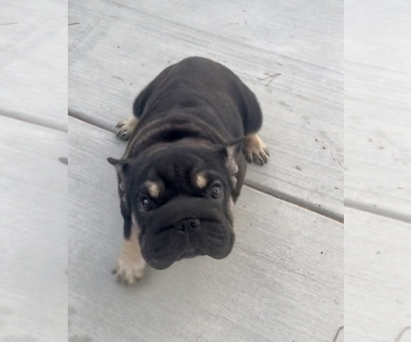 Medium Photo #1 French Bulldog Puppy For Sale in CHARLOTTE, NC, USA