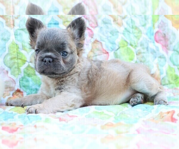 Medium Photo #11 French Bulldog Puppy For Sale in ALEXANDRIA, IN, USA