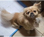 Small #1 Pekingese