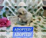 Puppy ADOPTED Daisy Maltipoo (Miniature)
