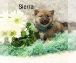 Puppy Sierra Shiba Inu
