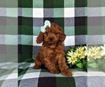 Small Photo #6 Cavapoo Puppy For Sale in CHRISTIANA, PA, USA