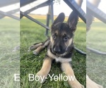 Small Photo #1 German Shepherd Dog Puppy For Sale in WEST LIBERTY, IA, USA
