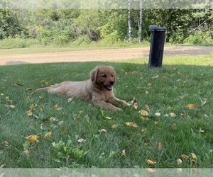 Golden Retriever Puppy for Sale in BOYCEVILLE, Wisconsin USA