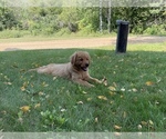 Small Photo #1 Golden Retriever Puppy For Sale in BOYCEVILLE, WI, USA