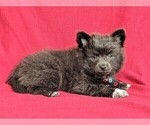 Small Photo #5 Chiranian Puppy For Sale in NEW FREEDOM, PA, USA