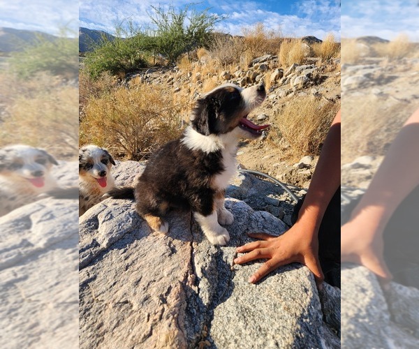 Medium Photo #5 Australian Shepherd Puppy For Sale in MORONGO VALLEY, CA, USA