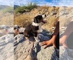 Small #4 Australian Shepherd