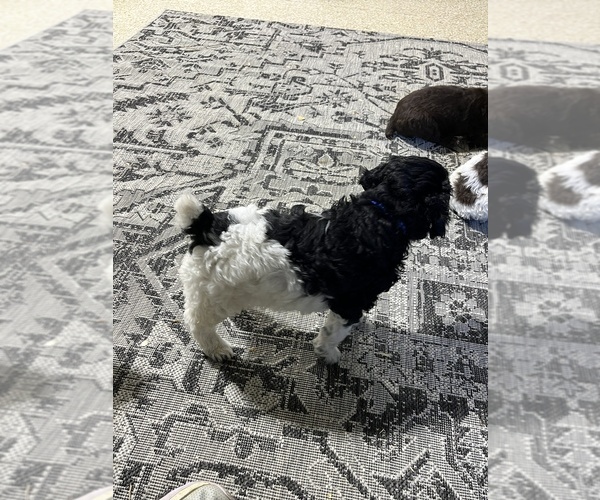 Medium Photo #4 Poodle (Standard) Puppy For Sale in SUFFOLK, VA, USA