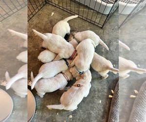 Labrador Retriever Puppy for sale in CHOCOWINITY, NC, USA