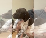 Small #1 German Shorthaired Pointer