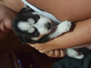 Siberian Husky Puppy for sale in DALZELL, IL, USA