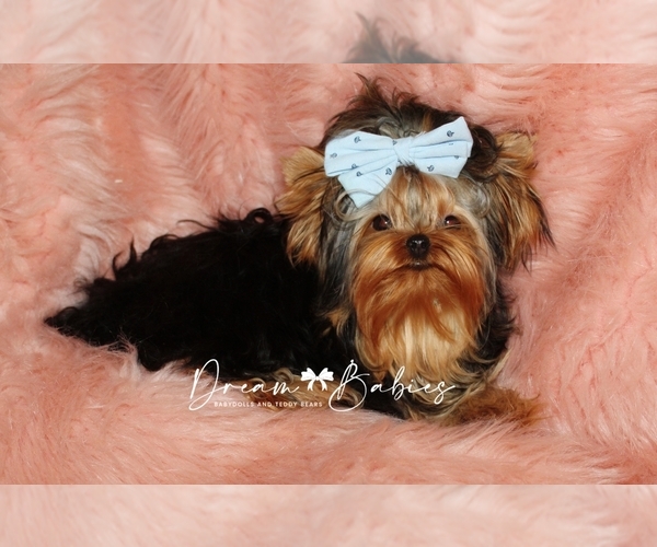 Medium Photo #1 Yorkshire Terrier Puppy For Sale in PFLUGERVILLE, TX, USA