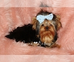 Small Photo #1 Yorkshire Terrier Puppy For Sale in PFLUGERVILLE, TX, USA
