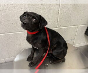 Chihuahua Dogs for adoption in San Bernardino, CA, USA