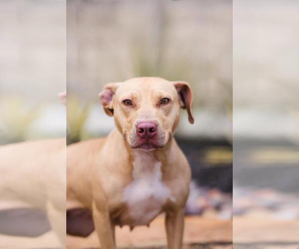 Medium Photo #13 Mutt Puppy For Sale in Rockwall, TX, USA