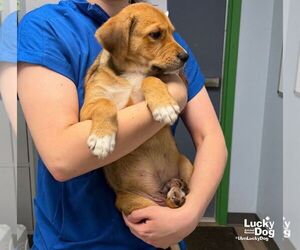 Sweet Travis - Male Labbe Dog for Adoption - Photo #3