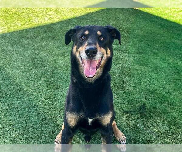 Medium Photo #1 German Shepherd Dog-Unknown Mix Puppy For Sale in Orange, CA, USA