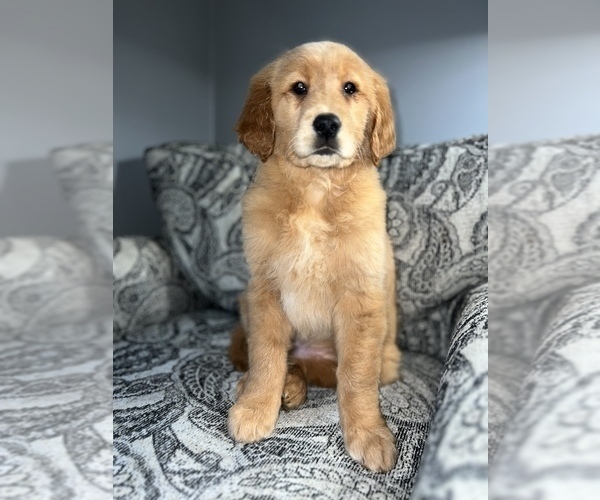 Medium Photo #12 Golden Retriever Puppy For Sale in DETROIT, MI, USA
