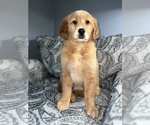 Small Photo #12 Golden Retriever Puppy For Sale in DETROIT, MI, USA