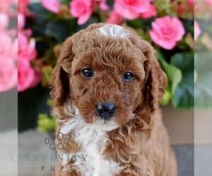 Poodle (Miniature) Puppy for sale in MADISONBURG, PA, USA