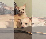 Small #2 Chihuahua